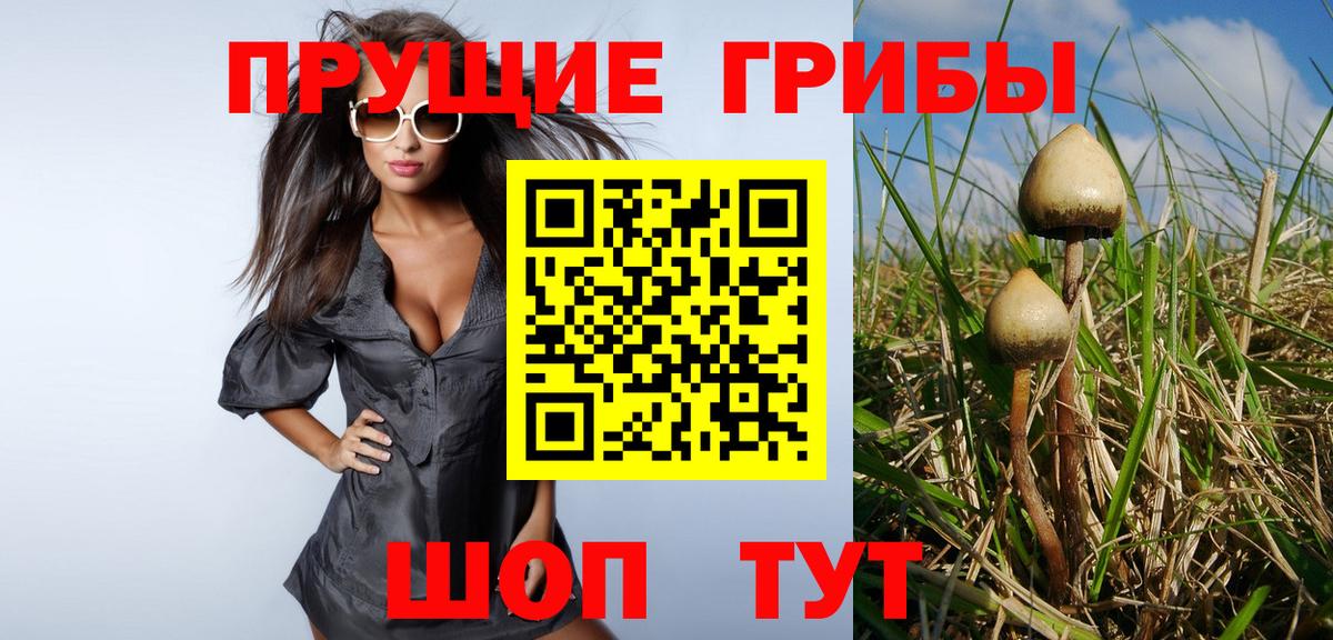 Псилоцибиновые грибы Psilocybe Гулькевичи